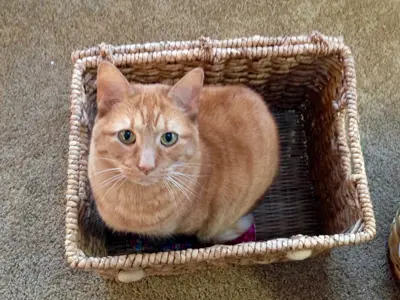 A photo of an orange tabby cat sitting in a basket, looking up at the photographer. Her name is Jasper and she was such a good girl. 