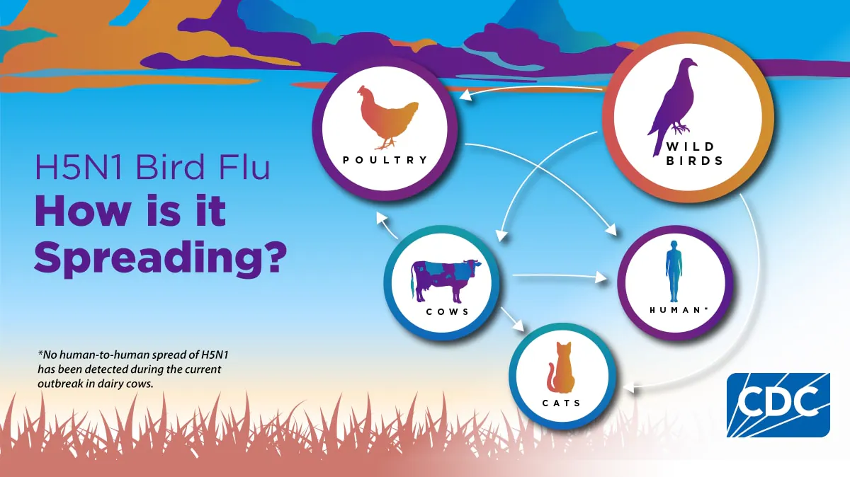 CDC Picture describing how bird flu spreads