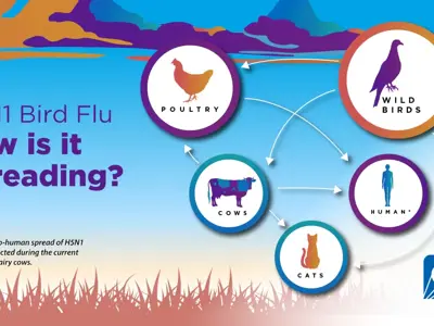 CDC Picture describing how bird flu spreads