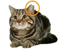 A picture of a tabby cat with the tip of its left ear cut off to indicate that it is a stray that has been spayed or neutered. That ear is circled in orange. 